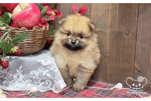 成約済の愛知県のポメラニアン-202786の7枚目