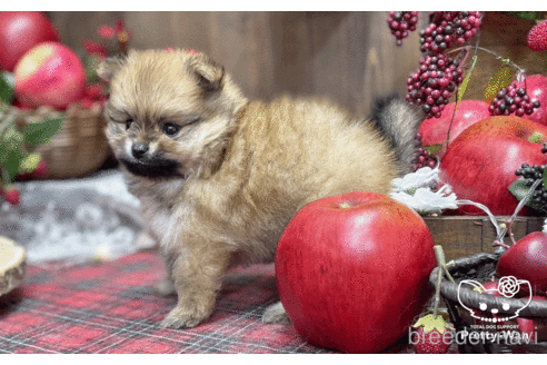 成約済の愛知県のポメラニアン-202785の4枚目