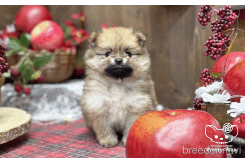 成約済の愛知県のポメラニアン-202785の5枚目