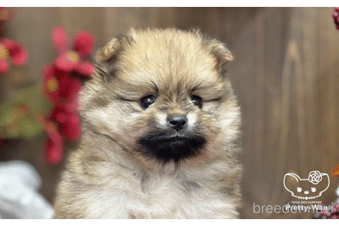 成約済の愛知県のポメラニアン-202785の6枚目