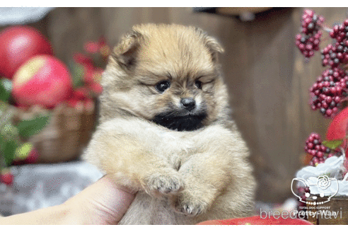 成約済の愛知県のポメラニアン-202785の7枚目