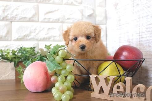 成約済の滋賀県のトイプードル-203314