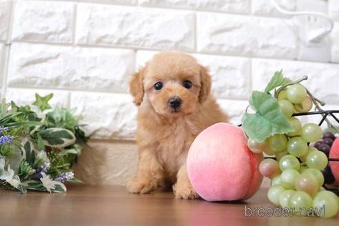 成約済の滋賀県のトイプードル-203314の6枚目