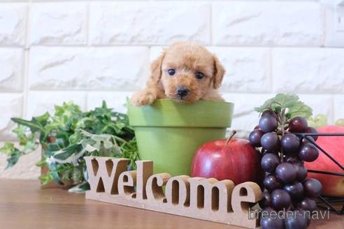 成約済の滋賀県のトイプードル-203314の3枚目