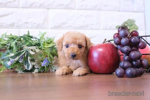 成約済の滋賀県のトイプードル-203314の2枚目