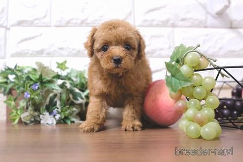 成約済の滋賀県のトイプードル-203318