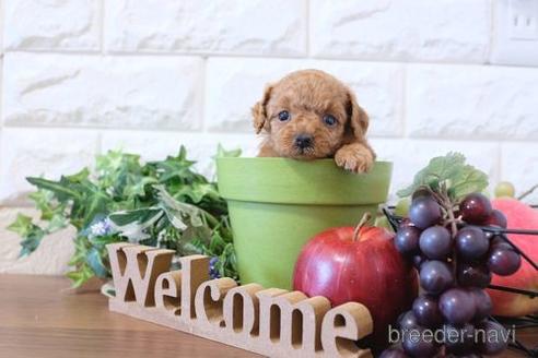 成約済の滋賀県のトイプードル-203318の3枚目