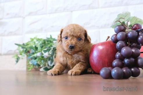 成約済の滋賀県のトイプードル-203318の2枚目
