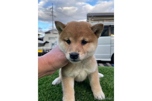 成約済の広島県の柴犬-205635の1枚目
