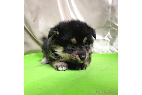 成約済の茨城県のミックス犬-204503の15枚目