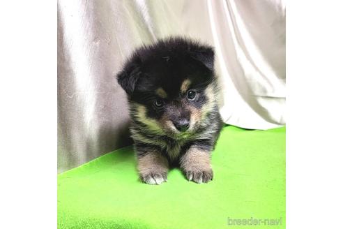 成約済の茨城県のミックス犬-204503の13枚目