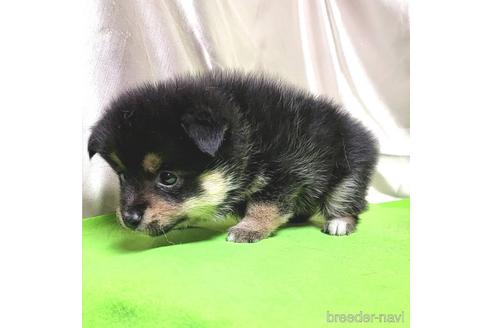 成約済の茨城県のミックス犬-204503の11枚目