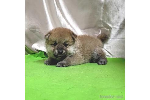 成約済の茨城県のミックス犬-204506の49枚目