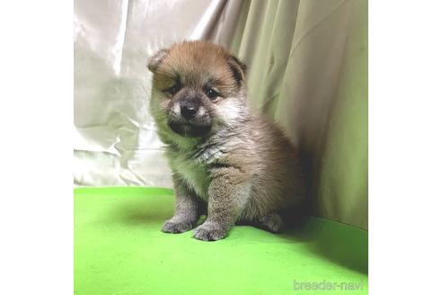 成約済の茨城県のミックス犬-204506の48枚目