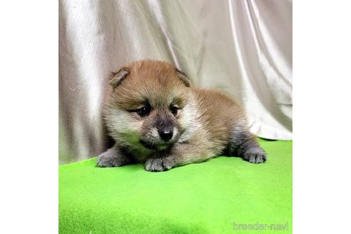 成約済の茨城県のミックス犬-204506の47枚目