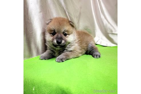 成約済の茨城県のミックス犬-204506の46枚目