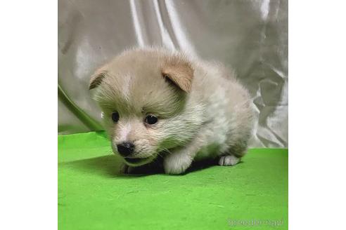 成約済の茨城県のミックス犬-204497の15枚目