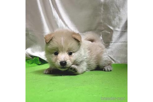 成約済の茨城県のミックス犬-204497の14枚目