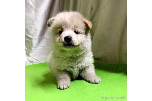 成約済の茨城県のミックス犬-204497の12枚目