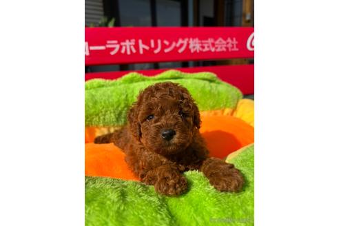 成約済の京都府のトイプードル-205663の3枚目