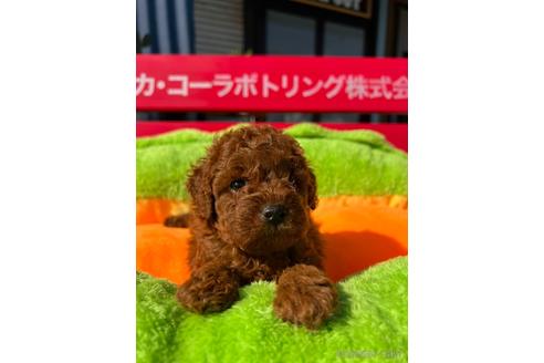 成約済の京都府のトイプードル-205663の4枚目