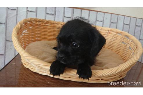 成約済の岡山県のミックス犬-199574の3枚目