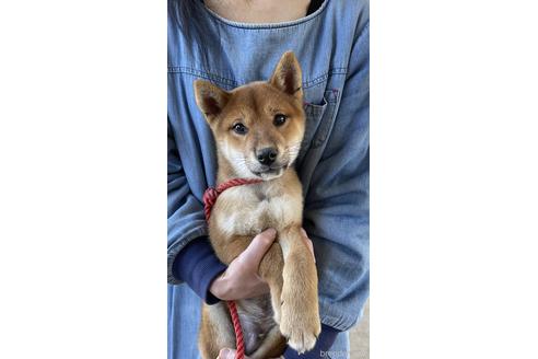 成約済の山梨県の柴犬-196491の1枚目