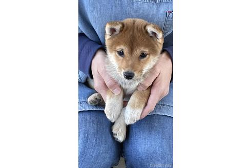 成約済の山梨県の豆柴-196005の1枚目