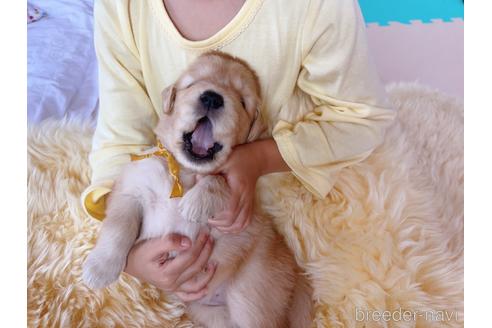 成約済の岐阜県のゴールデンレトリーバー-204894の19枚目