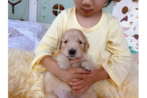 成約済の岐阜県のゴールデンレトリーバー-204894の16枚目