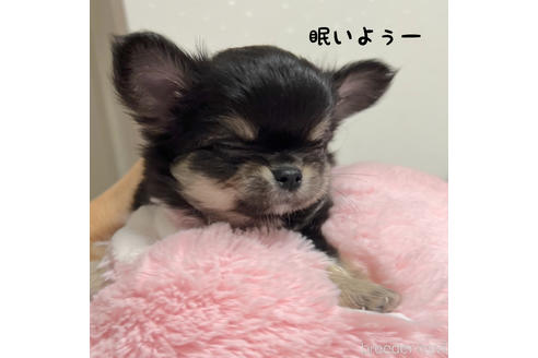 成約済の石川県のチワワ(ロングコート)-204878の5枚目