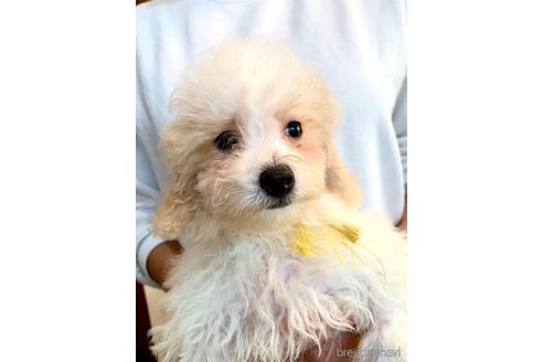 成約済の東京都のミックス犬-192324の11枚目