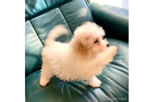 成約済の東京都のミックス犬-192324の9枚目