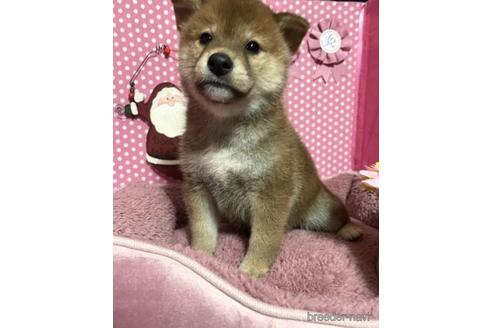 成約済の埼玉県の柴犬-204042の2枚目