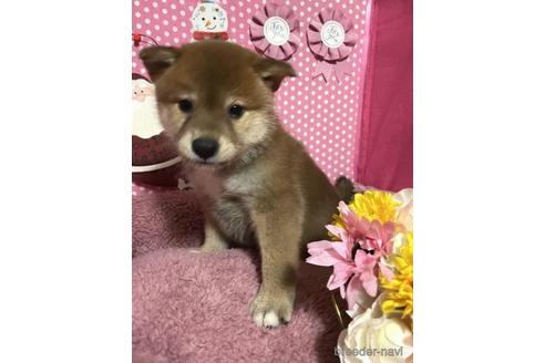 成約済の埼玉県の柴犬-204042の3枚目