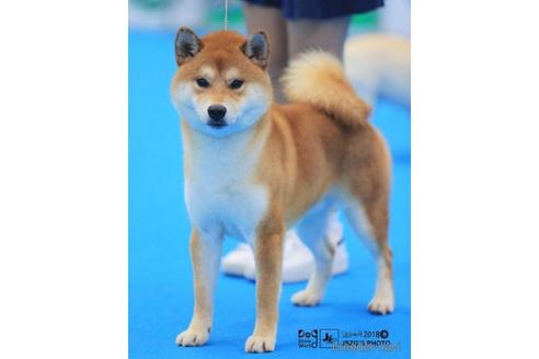 成約済の埼玉県の柴犬-204042の4枚目