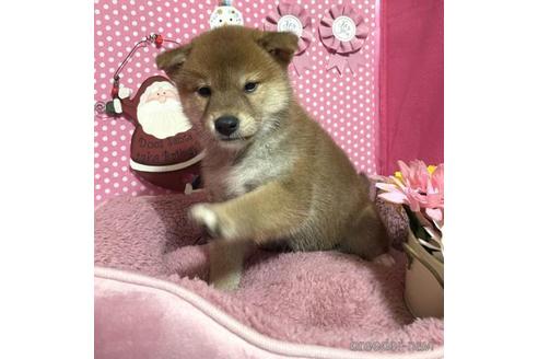 成約済の埼玉県の柴犬-204042の5枚目