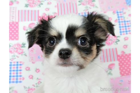 成約済の千葉県のチワワ(ロングコート)-201396の3枚目