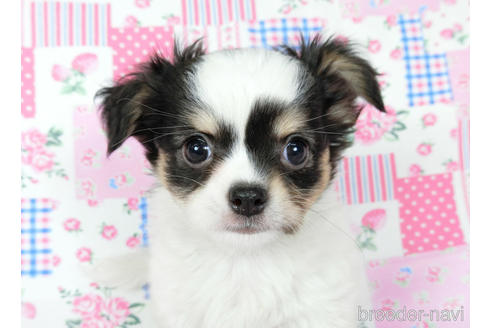 成約済の千葉県のチワワ(ロングコート)-201396