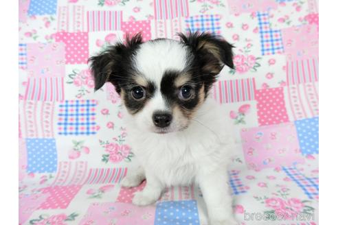 成約済の千葉県のチワワ(ロングコート)-201396の2枚目