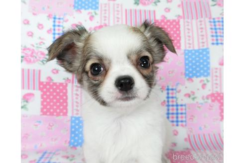 成約済の千葉県のチワワ(ロングコート)-201392の3枚目