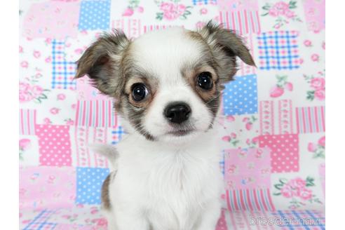 成約済の千葉県のチワワ(ロングコート)-201392の2枚目