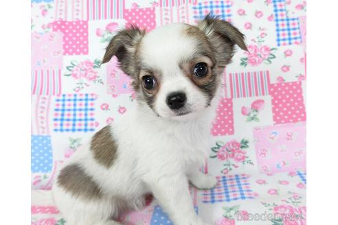 成約済の千葉県のチワワ(ロングコート)-201392