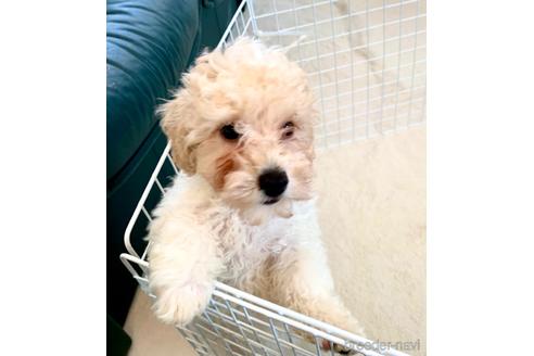 成約済の静岡県のミックス犬-202964の27枚目