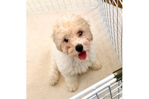 成約済の静岡県のミックス犬-202964の25枚目