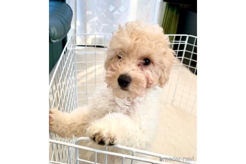 成約済の静岡県のミックス犬-202964の24枚目