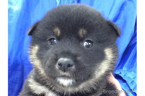 成約済の山口県の柴犬-204220の2枚目