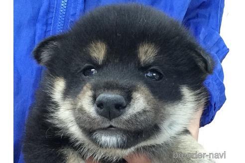 成約済の山口県の柴犬-204218の1枚目
