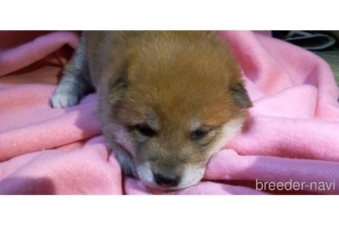 成約済の岐阜県の柴犬-205803の3枚目