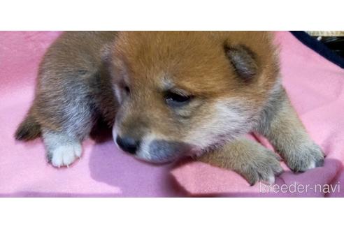 成約済の岐阜県の柴犬-205806の5枚目